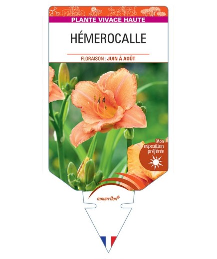 HEMEROCALLIS (orange)