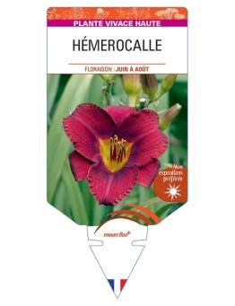 HEMEROCALLIS (violet)