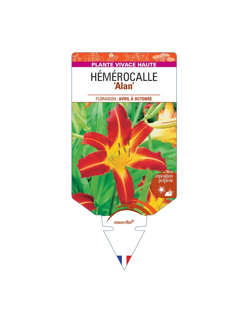 HEMEROCALLIS Alan