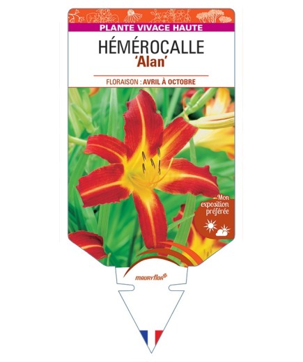 HEMEROCALLIS Alan