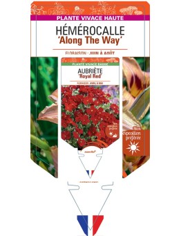 HEMEROCALLIS Along The Way