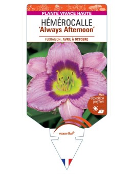 HEMEROCALLIS Always Afternoon