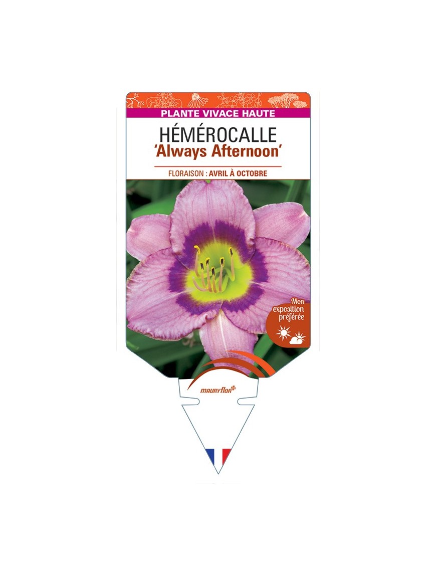 HEMEROCALLIS Always Afternoon