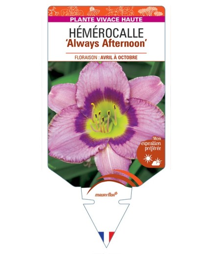 HEMEROCALLIS Always Afternoon