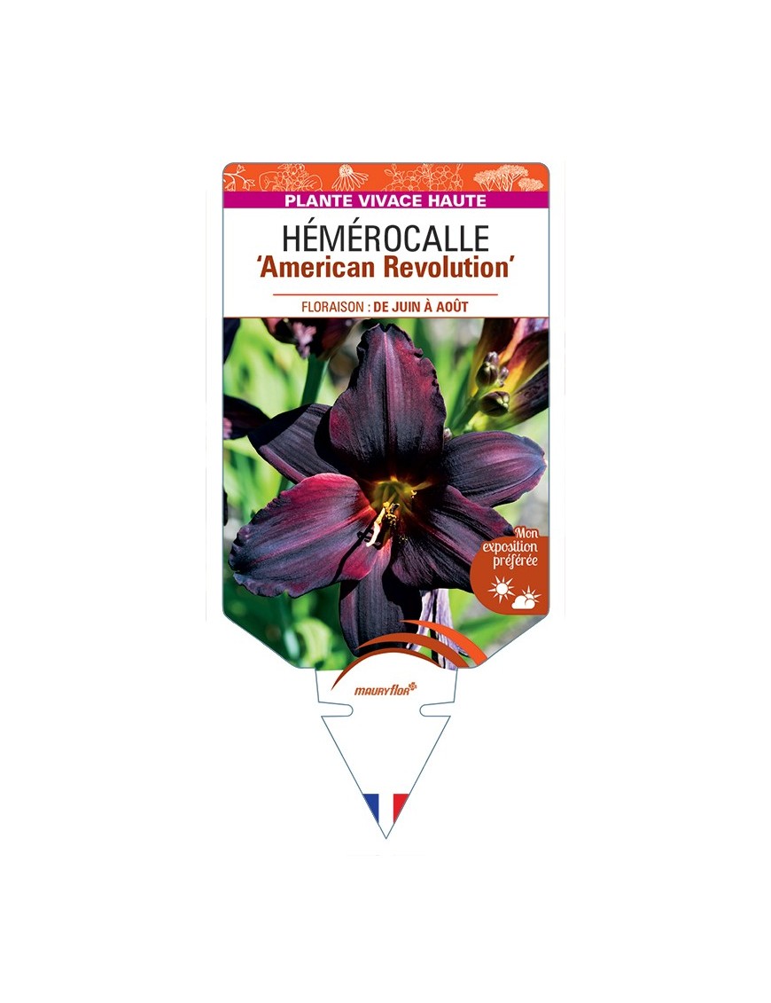 HEMEROCALLIS American Revolution