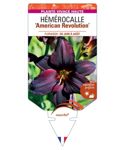 HEMEROCALLIS American Revolution