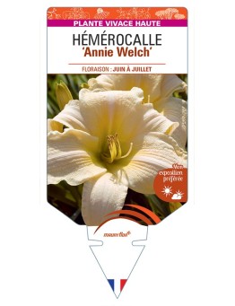 HEMEROCALLIS Annie Welch