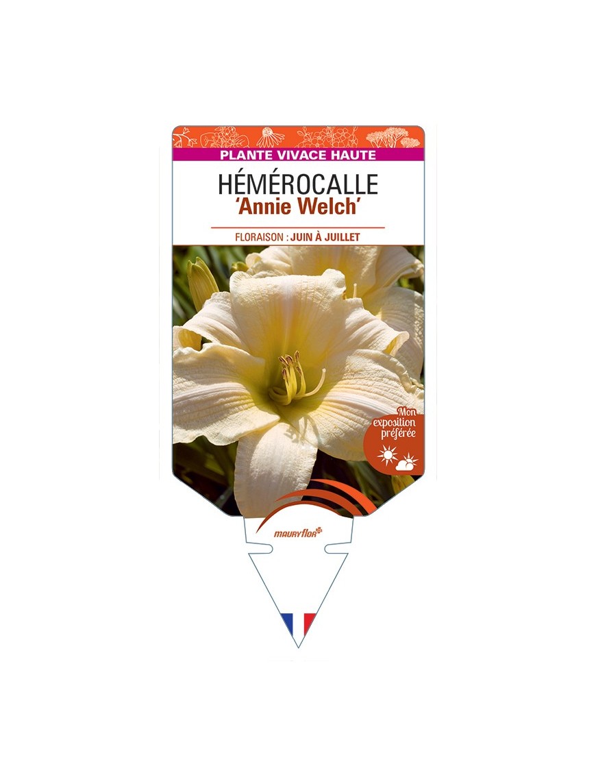 HEMEROCALLIS Annie Welch