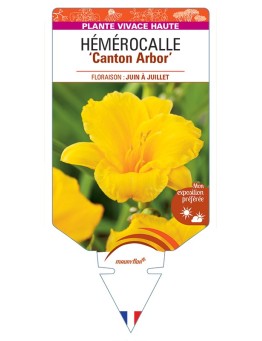 HEMEROCALLIS Canton Arbor