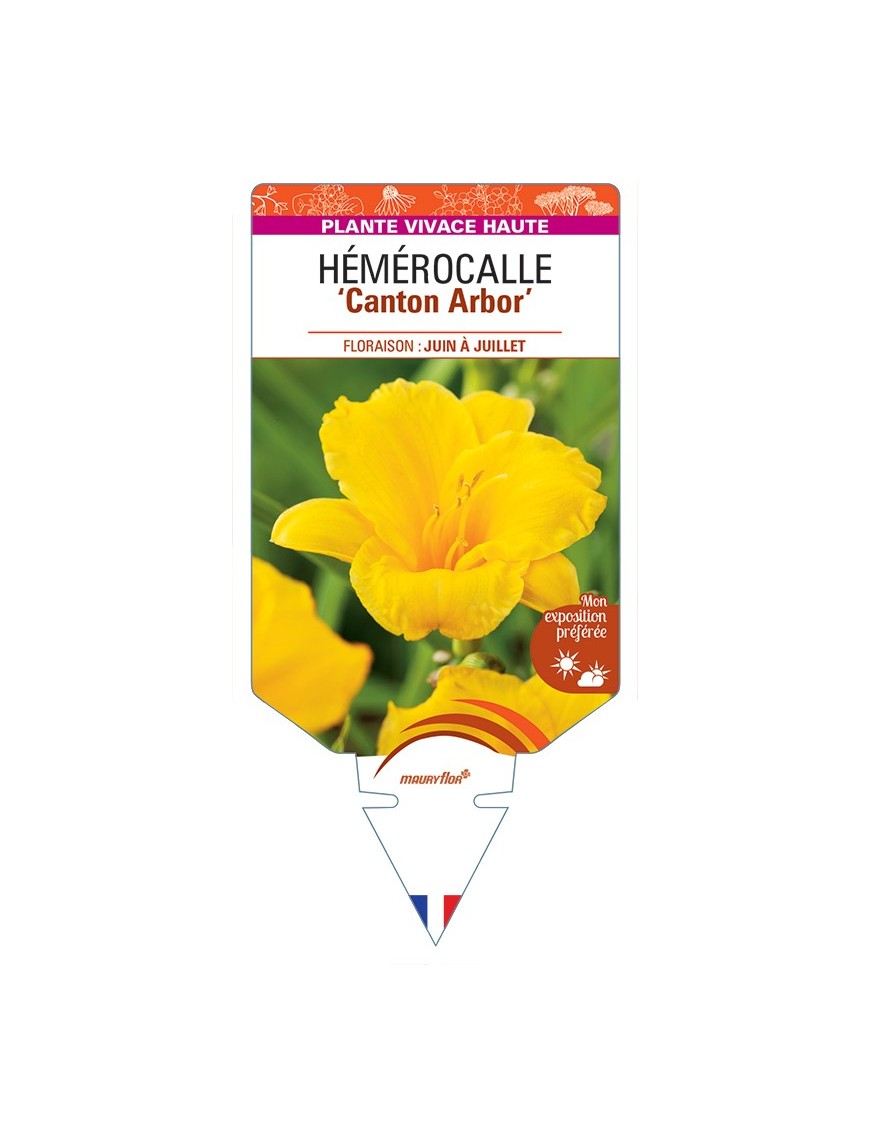 HEMEROCALLIS Canton Arbor