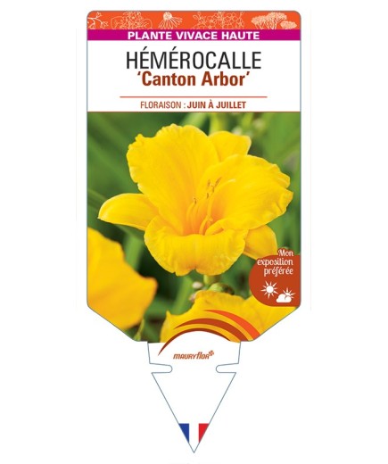 HEMEROCALLIS Canton Arbor