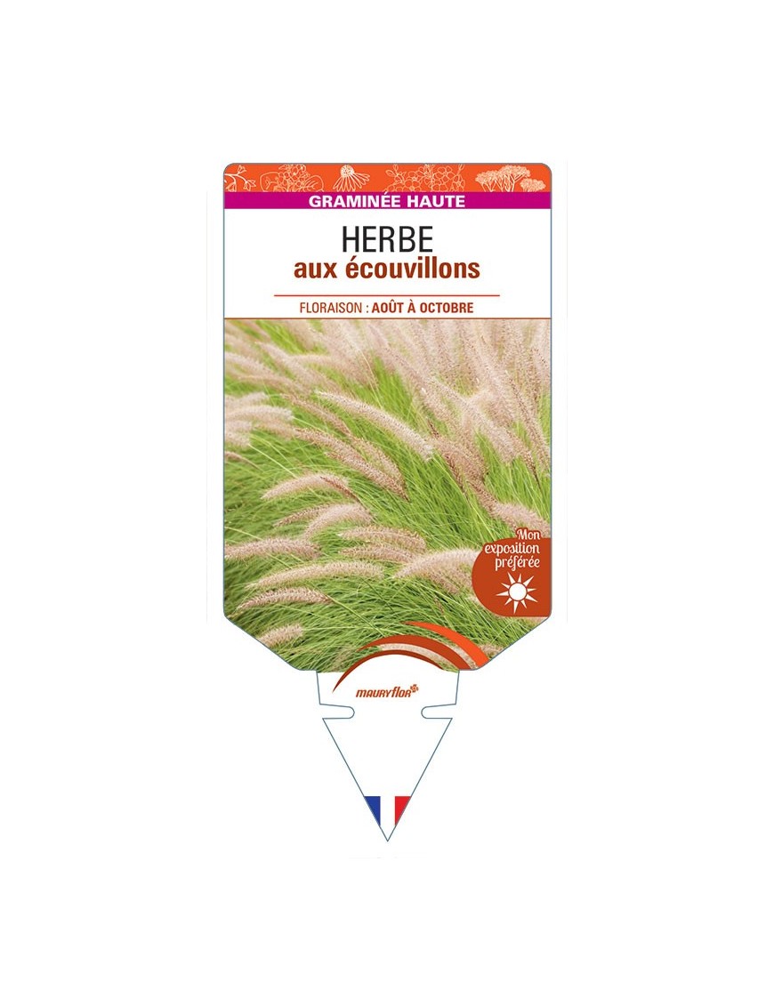 PENNISETUM alopecuroides voir HERBE aux écouvillons *
