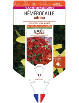 HEMEROCALLIS citrina
