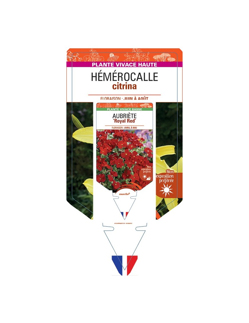 HEMEROCALLIS citrina