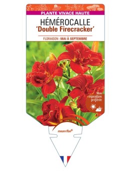 HEMEROCALLIS Double Firecracker