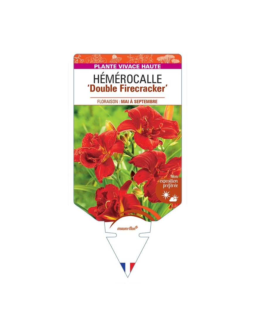 HEMEROCALLIS Double Firecracker