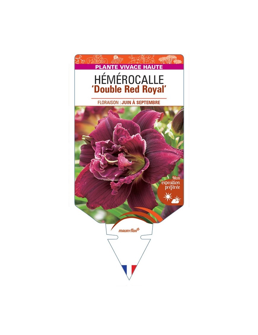 HEMEROCALLIS Double Red Royal