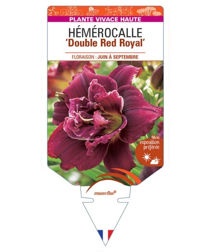 HEMEROCALLIS Double Red Royal
