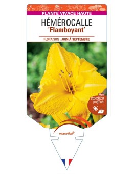 HEMEROCALLIS Flamboyant