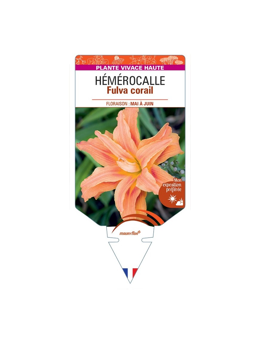 HEMEROCALLIS Fulva corail