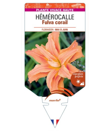 HEMEROCALLIS Fulva corail