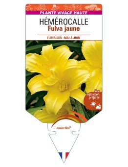 HEMEROCALLIS Fulva jaune