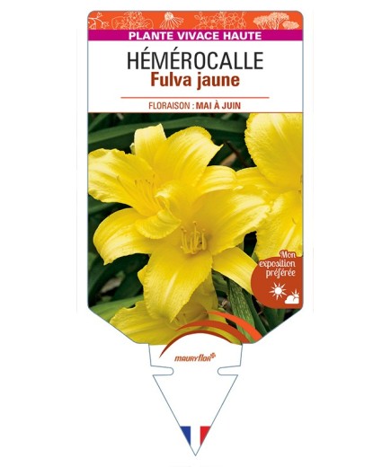 HEMEROCALLIS Fulva jaune