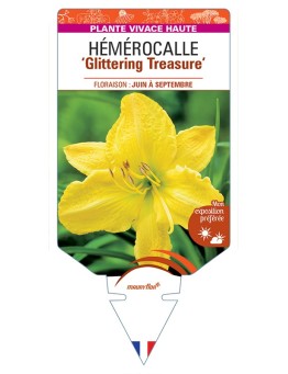 HEMEROCALLIS Glittering Treasure
