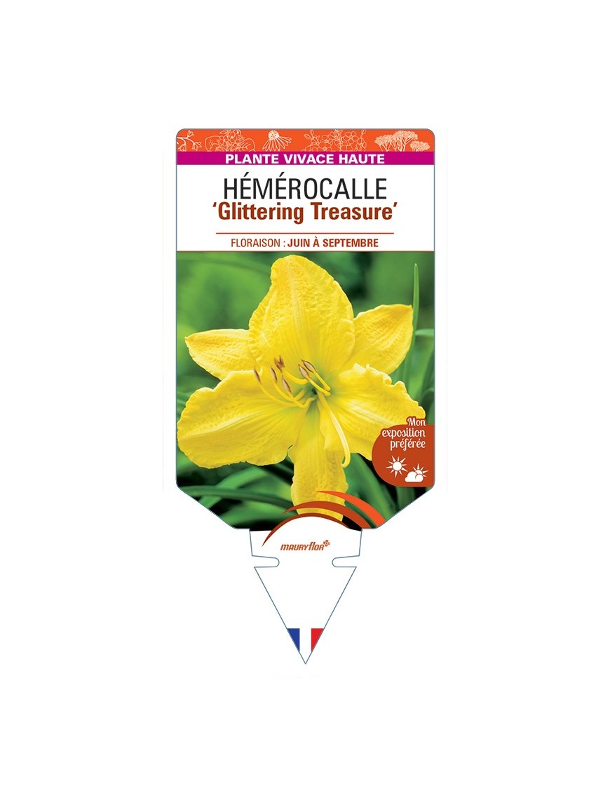 HEMEROCALLIS Glittering Treasure