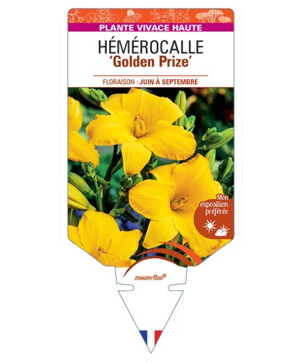 HEMEROCALLIS Golden Prize
