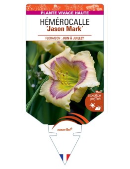 HEMEROCALLIS Jason Mark