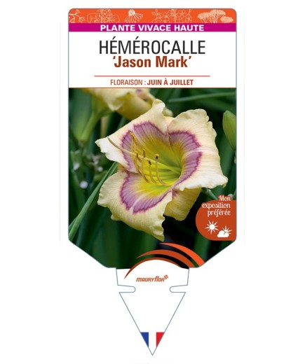 HEMEROCALLIS Jason Mark