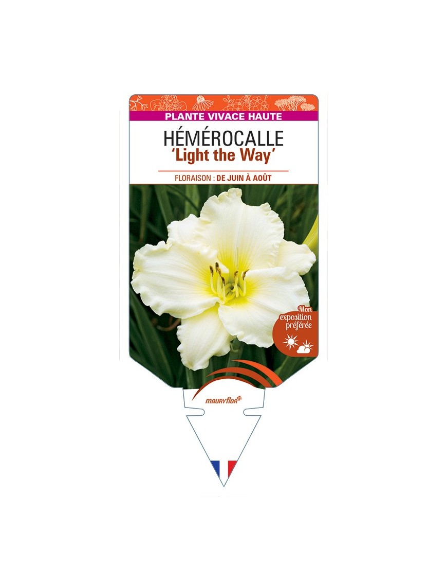 HEMEROCALLIS Light the Way