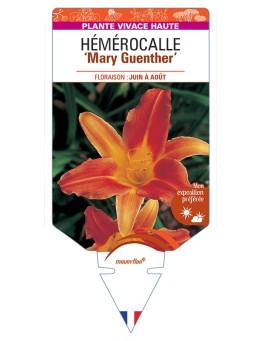 HEMEROCALLIS Mary Guenther