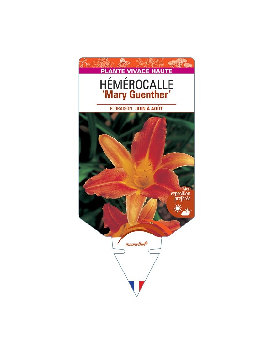 HEMEROCALLIS Mary Guenther