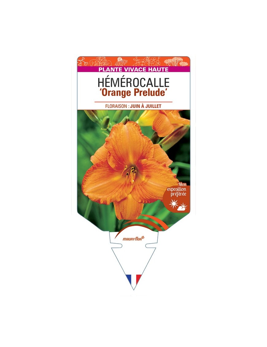 HEMEROCALLIS Orange Prelude