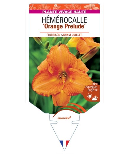 HEMEROCALLIS Orange Prelude