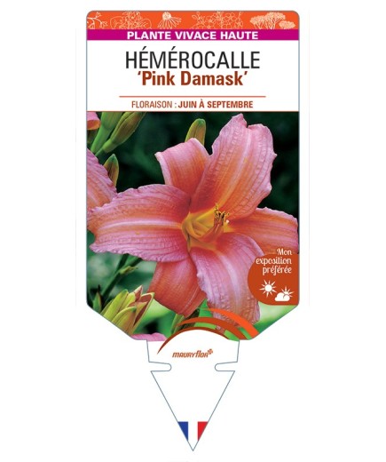 HEMEROCALLIS Pink Damask