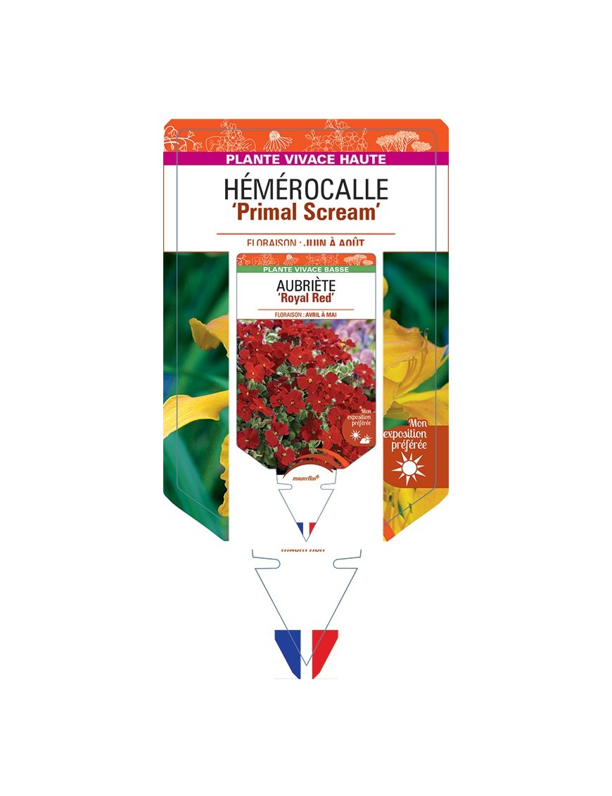 HEMEROCALLIS Primal Scream