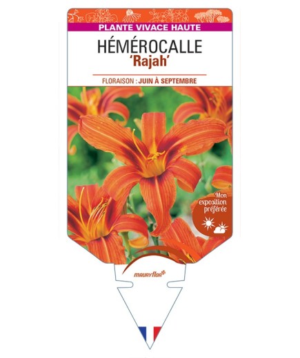 HEMEROCALLIS Rajah