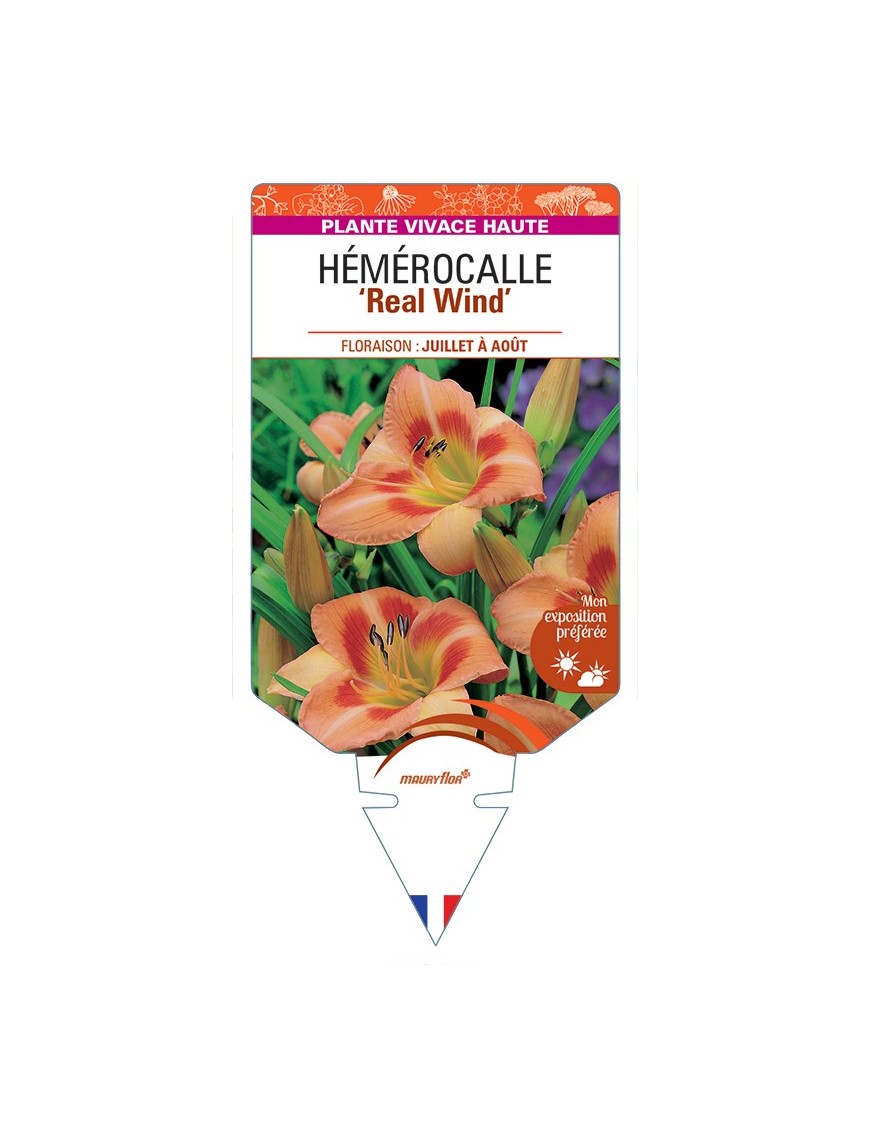HEMEROCALLIS Real Wind