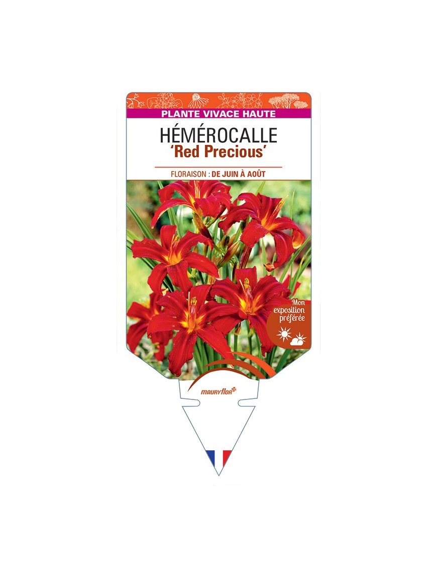 HEMEROCALLIS Red Precious