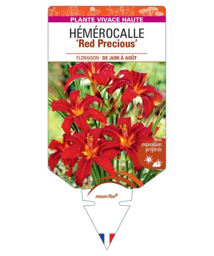 HEMEROCALLIS Red Precious