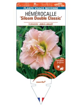 HEMEROCALLIS Siloam Double Classic