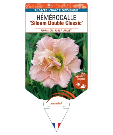 HEMEROCALLIS Siloam Double Classic