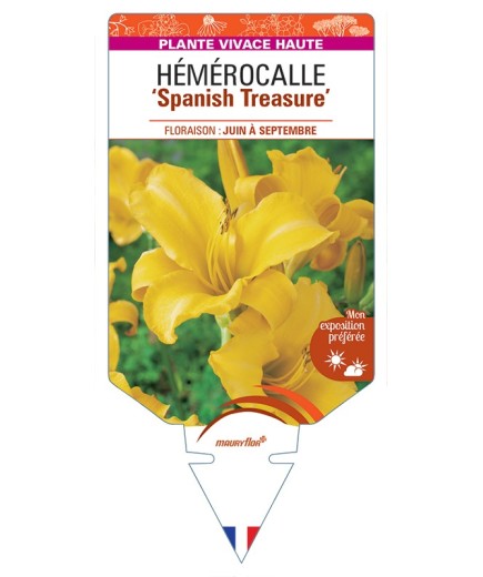 HEMEROCALLIS Spanish Treasure