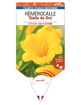 HEMEROCALLIS Stella de Oro