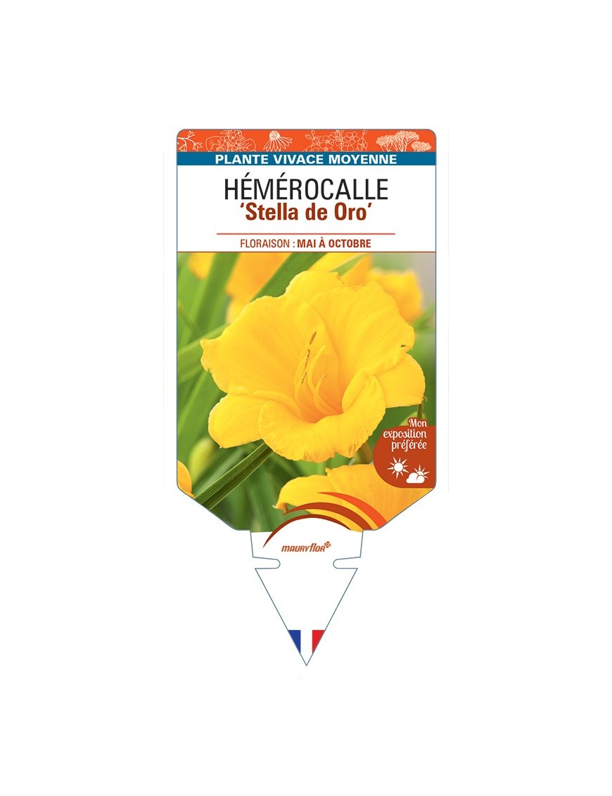 HEMEROCALLIS Stella de Oro