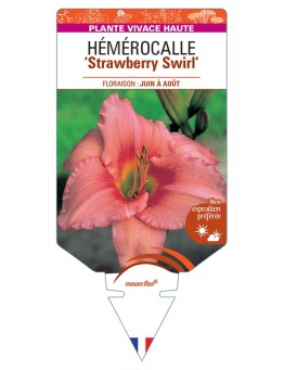 HEMEROCALLIS Strawberry Swirl