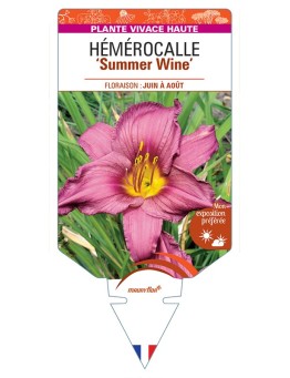 HEMEROCALLIS Summer Wine